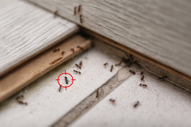 Best Pest Control Near Me  in Ellsworth, ME